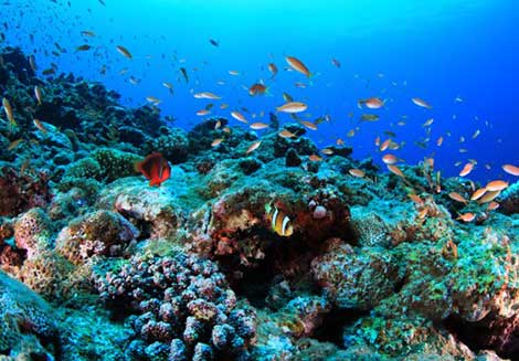 宮古島ダイビングショップKANCHI